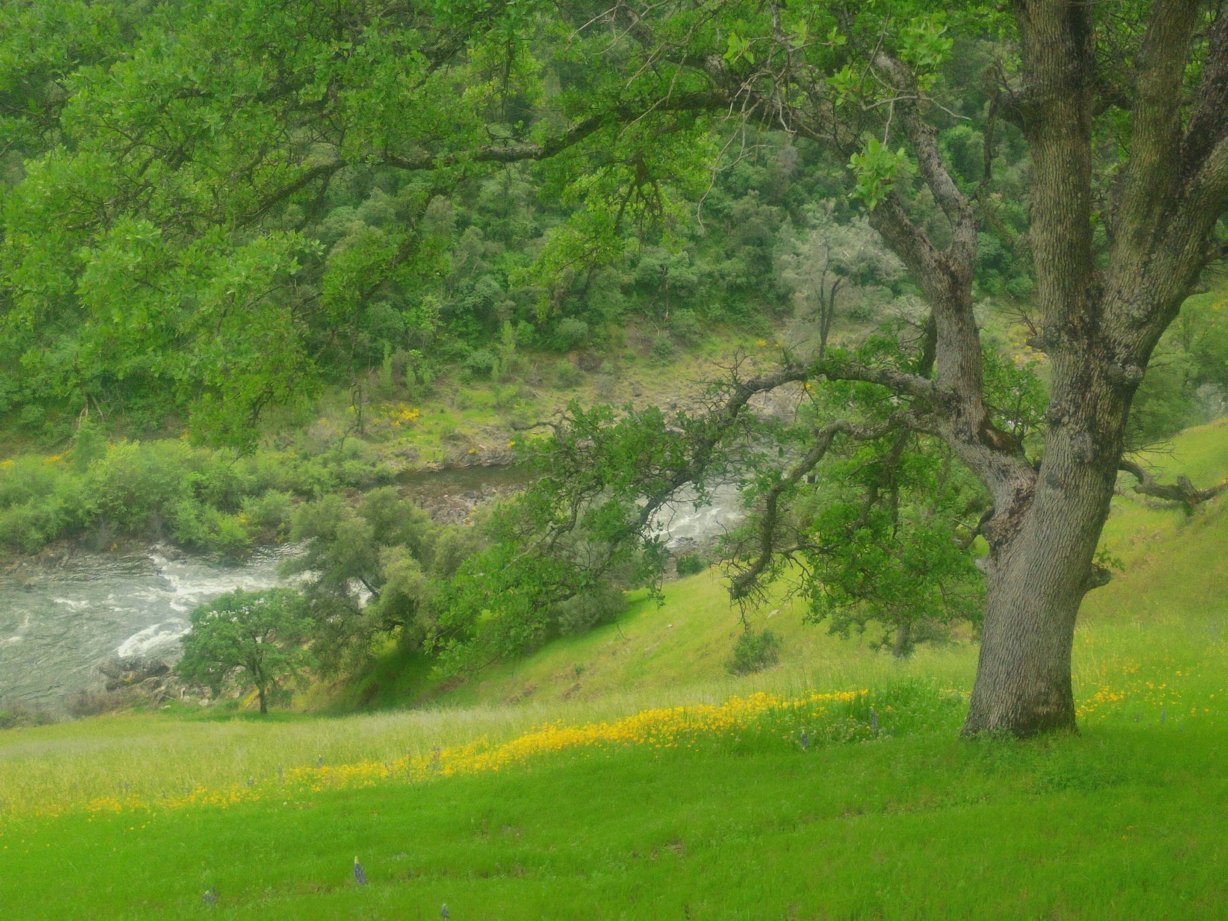 Lush Spring greenery along the riverside